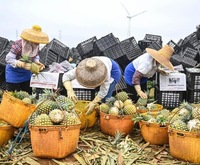 可以移動的催熟箱